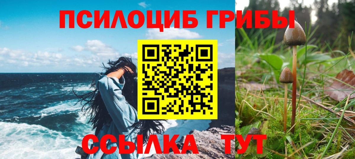 Галлюциногенные грибы Psilocybine cubensis Заринск